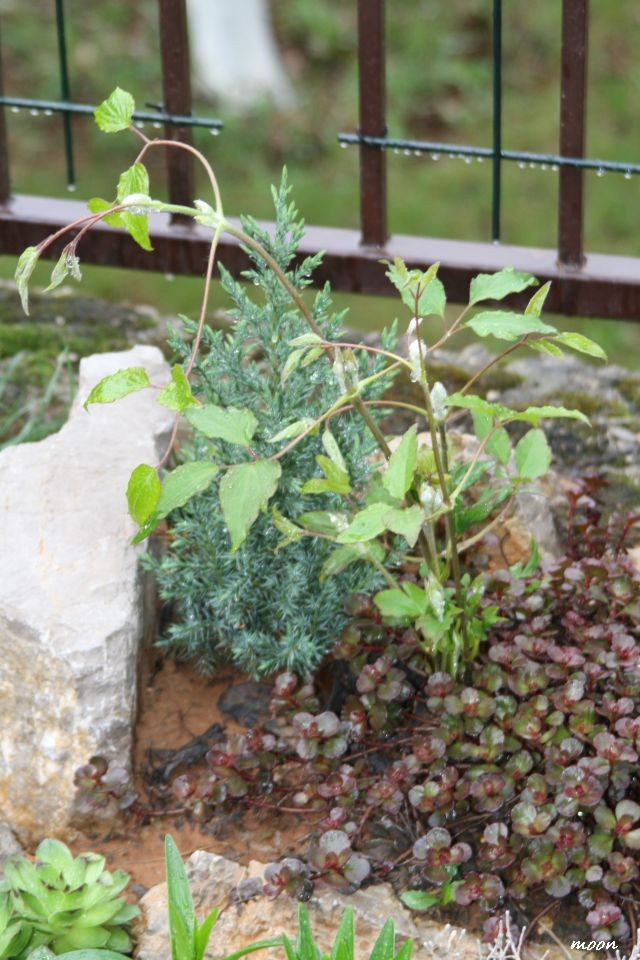 klematis